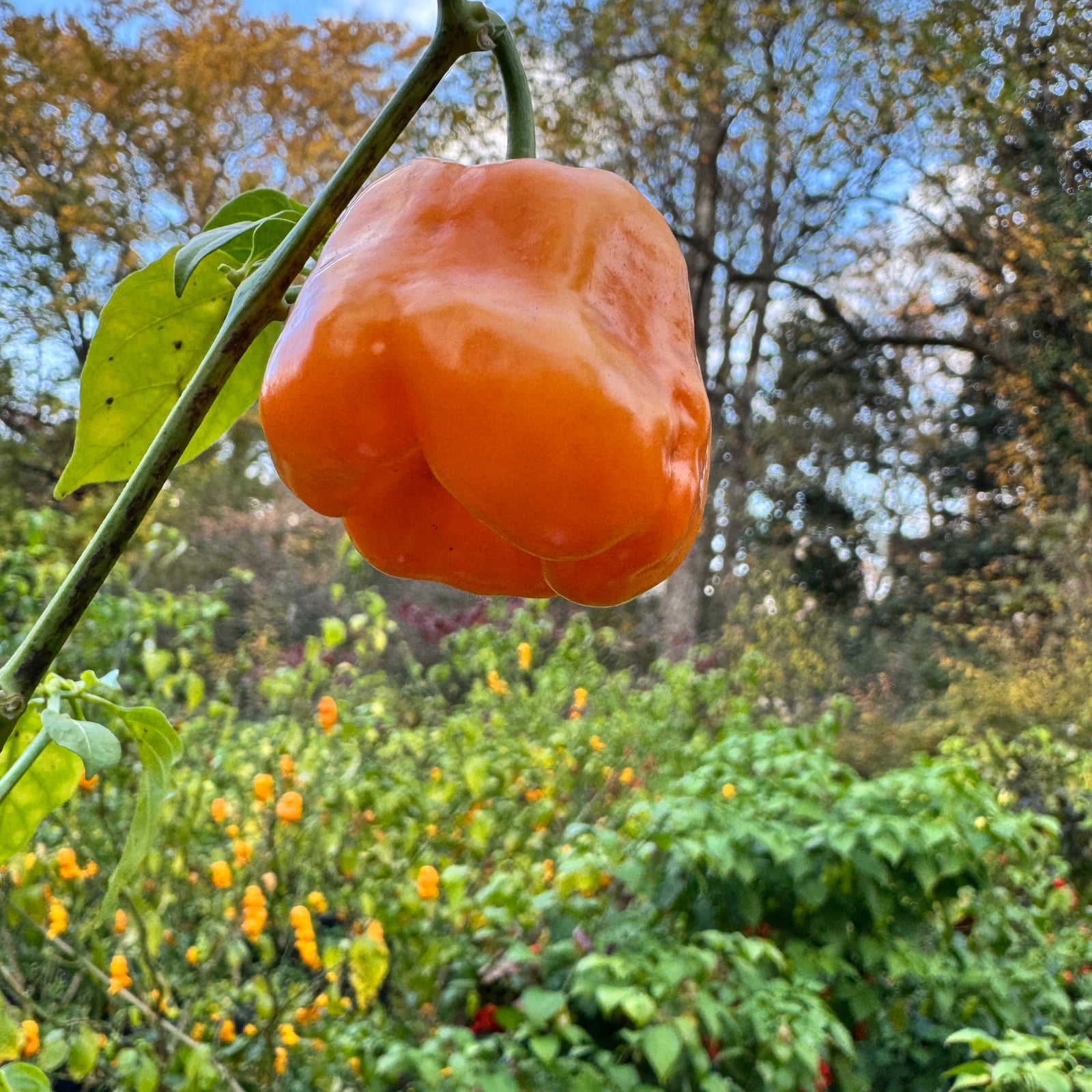 Georgia Peach - Seeds