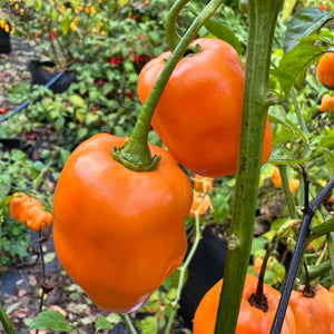 Georgia Peach - Seeds