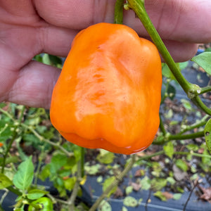 Georgia Peach - Seeds