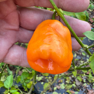 Georgia Peach - Seeds