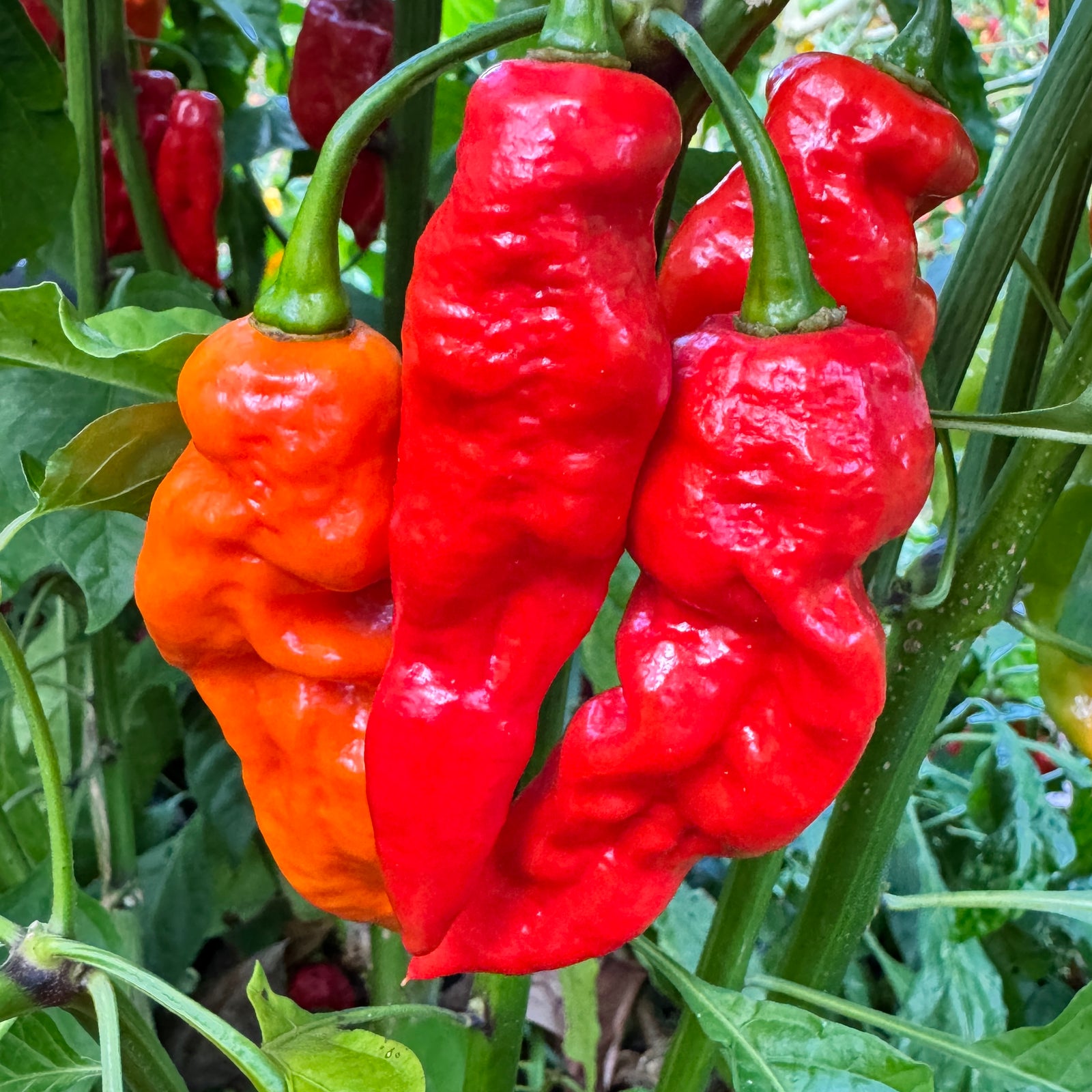 Ghost Yaki Perfume Red - Seeds