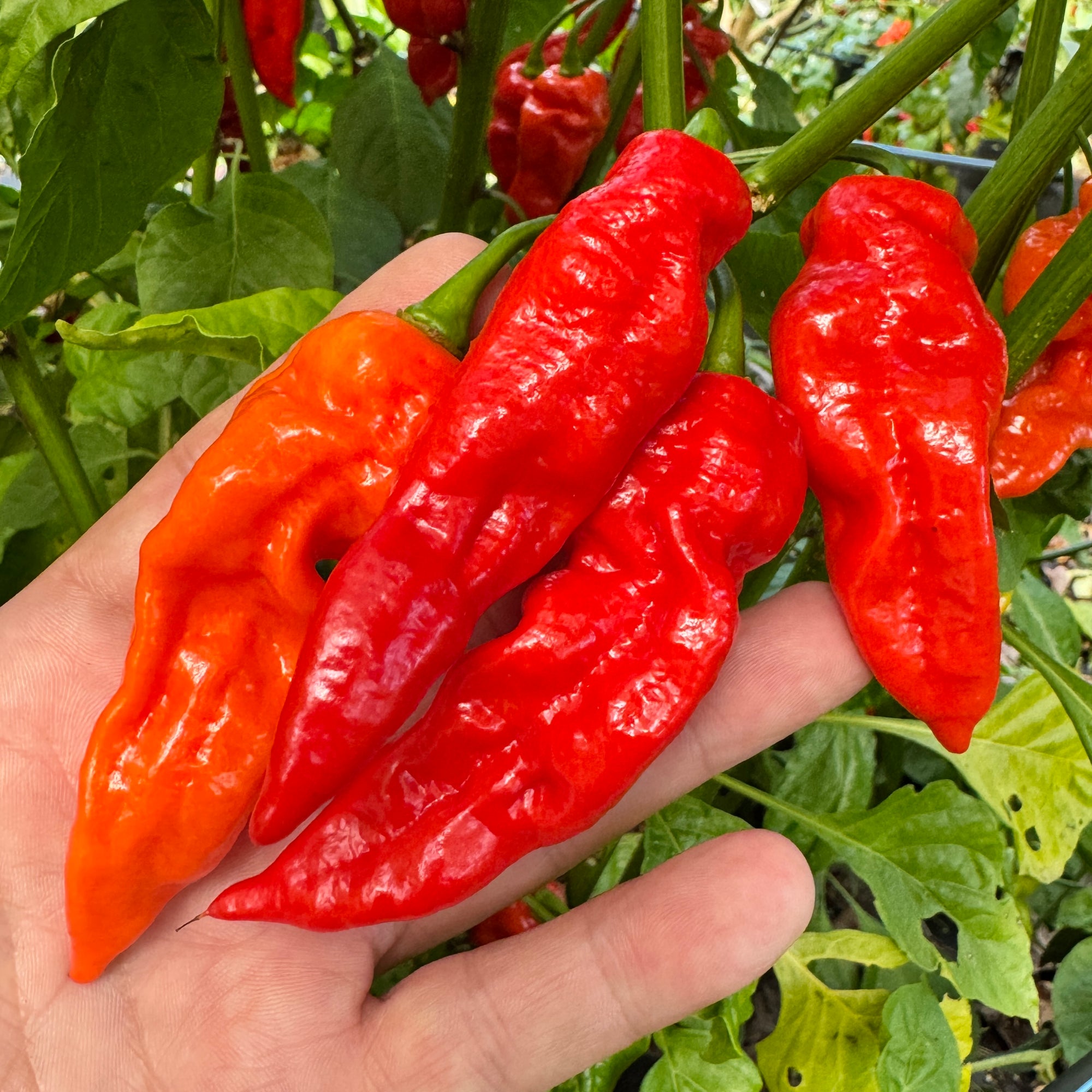 Ghost Yaki Perfume Red - Seeds