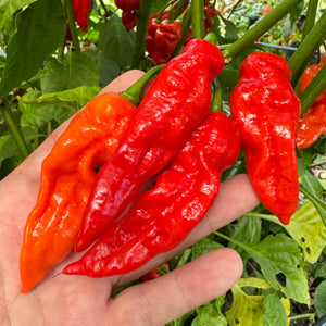 Ghost Yaki Perfume Red - Seeds