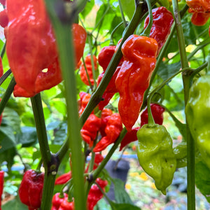 Ghost Yaki Perfume Red - Seeds