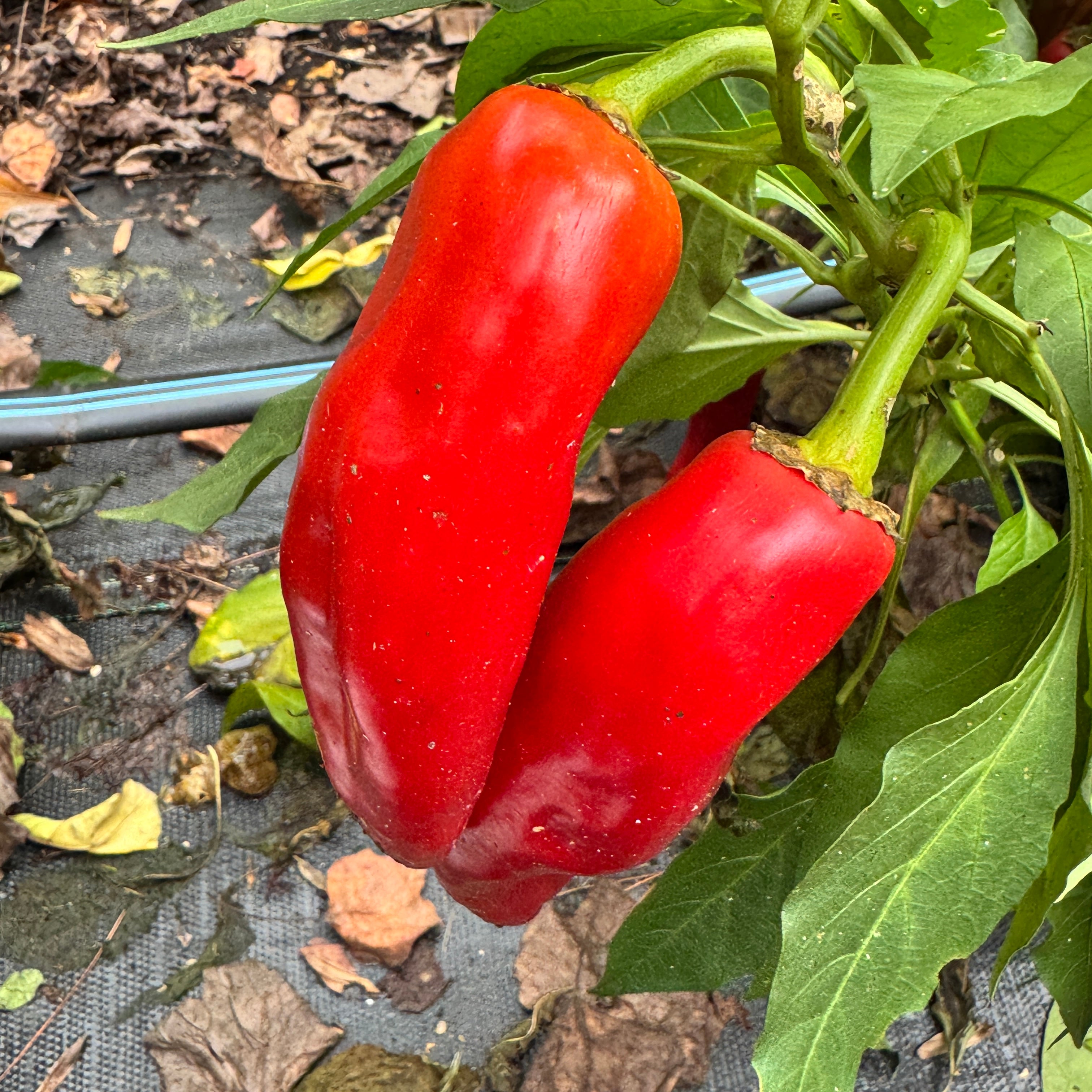 hatch chile seeds planting Hatch Green X Hot - Rattlesnake Green Chile - Seeds