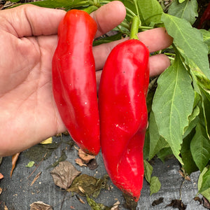 Hatch Green X Hot - Rattlesnake Green Chile  - Seeds