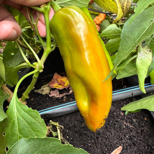 Hatch Green X Hot - Rattlesnake Green Chile  - Seeds