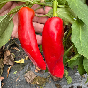 Hatch Green X Hot - Rattlesnake Green Chile  - Seeds