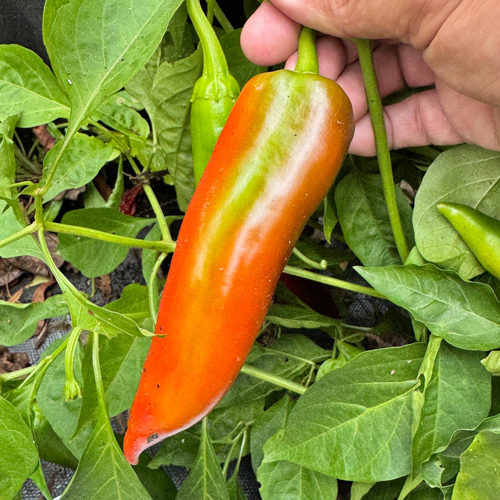 Hatch Red Medium - Joe E. Parker Chile  - Seeds