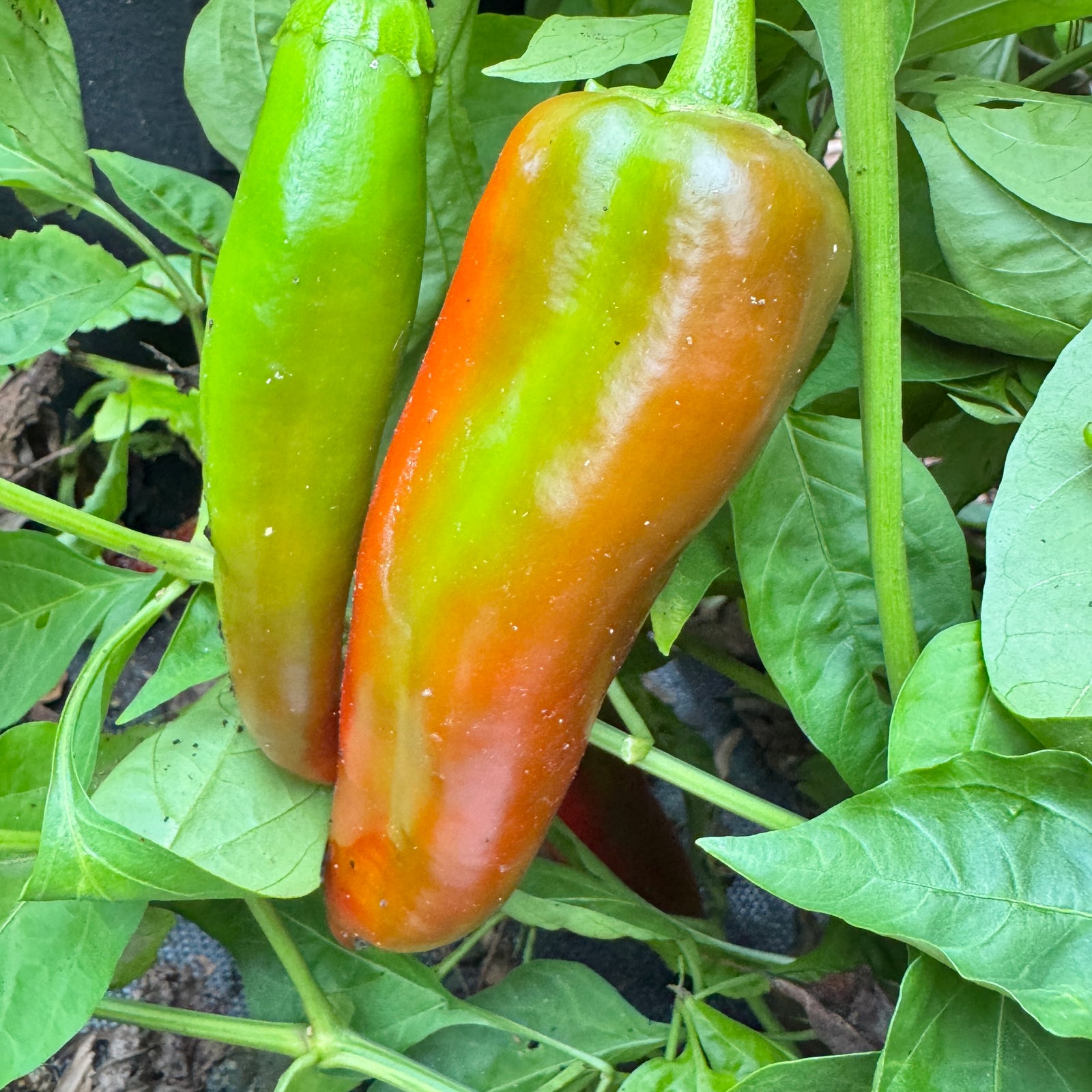 Hatch Red Medium - Joe E. Parker Chile  - Seeds