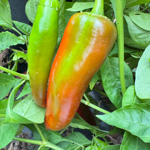 Hatch Red Medium - Joe E. Parker Chile  - Seeds