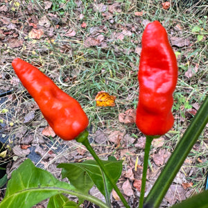 Hawaiian Chili x Ghost  - Seeds