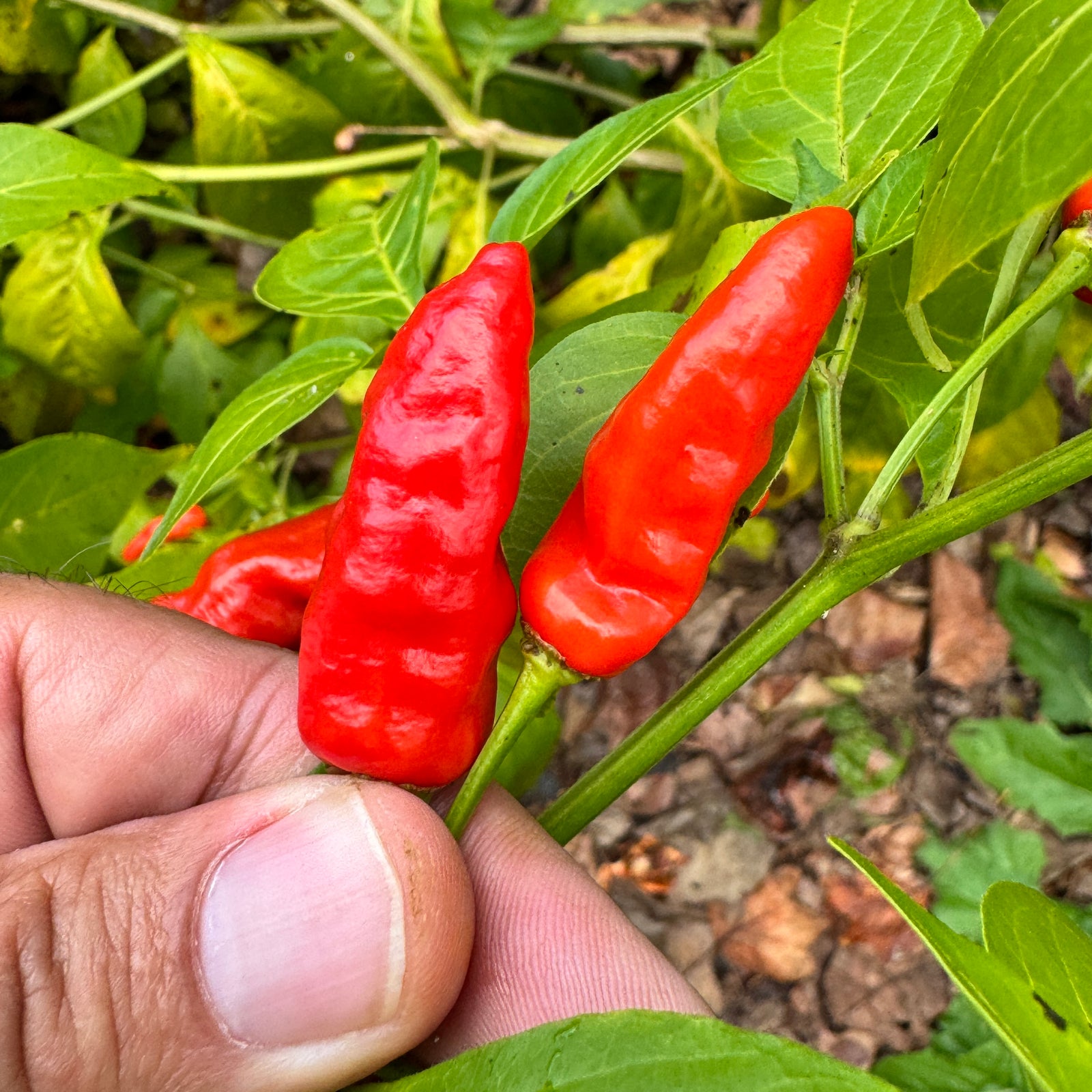 Hawaiian Chili x Ghost  - Seeds