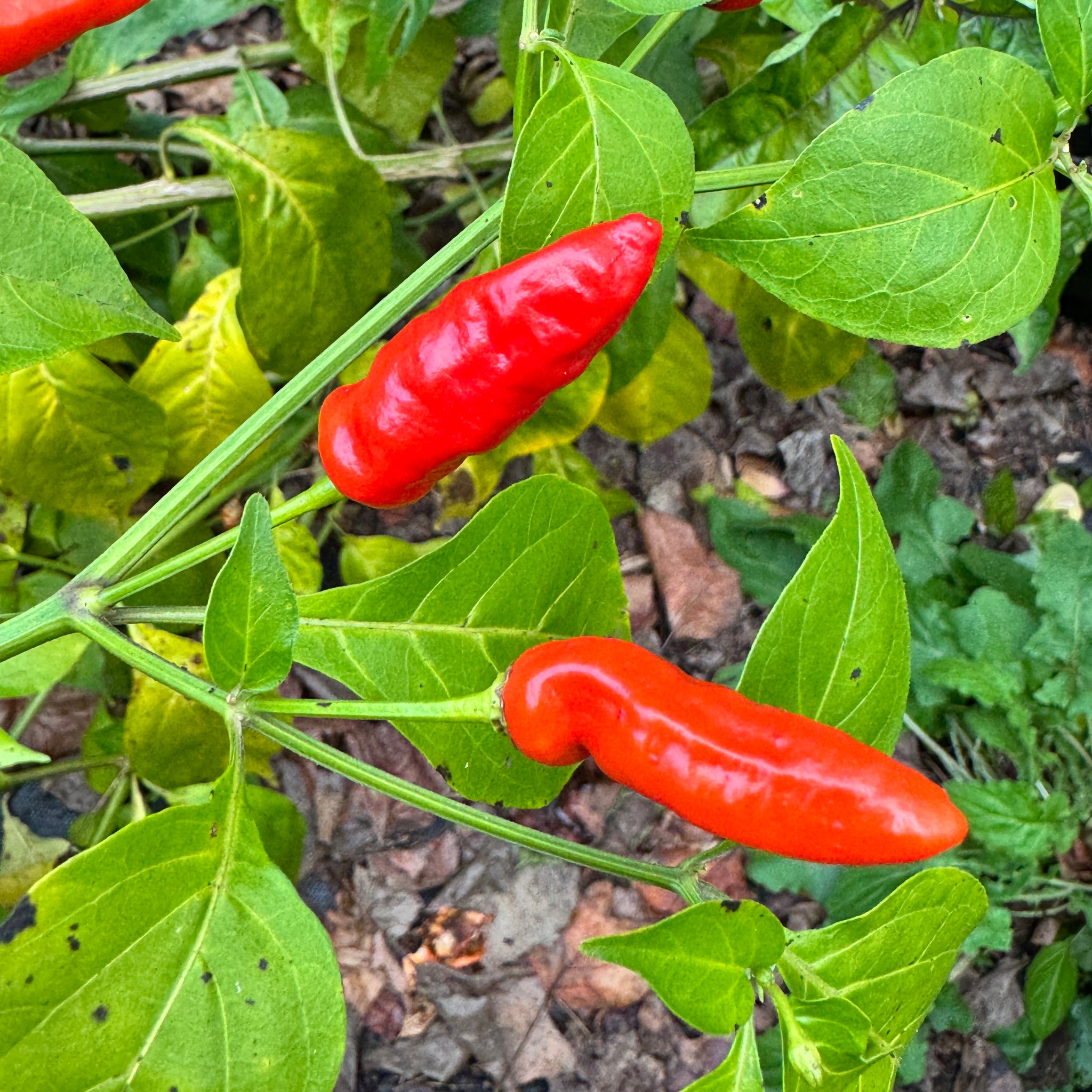 hawaiian plant seeds Hawaiian Chili x Ghost