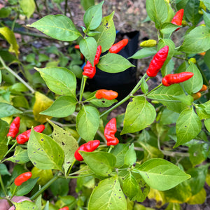 Hawaiian Chili x Ghost  - Seeds