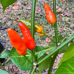 Hawaiian Chili x Ghost  - Seeds