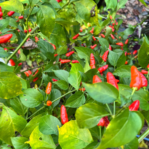 Hawaiian Chili x Ghost  - Seeds