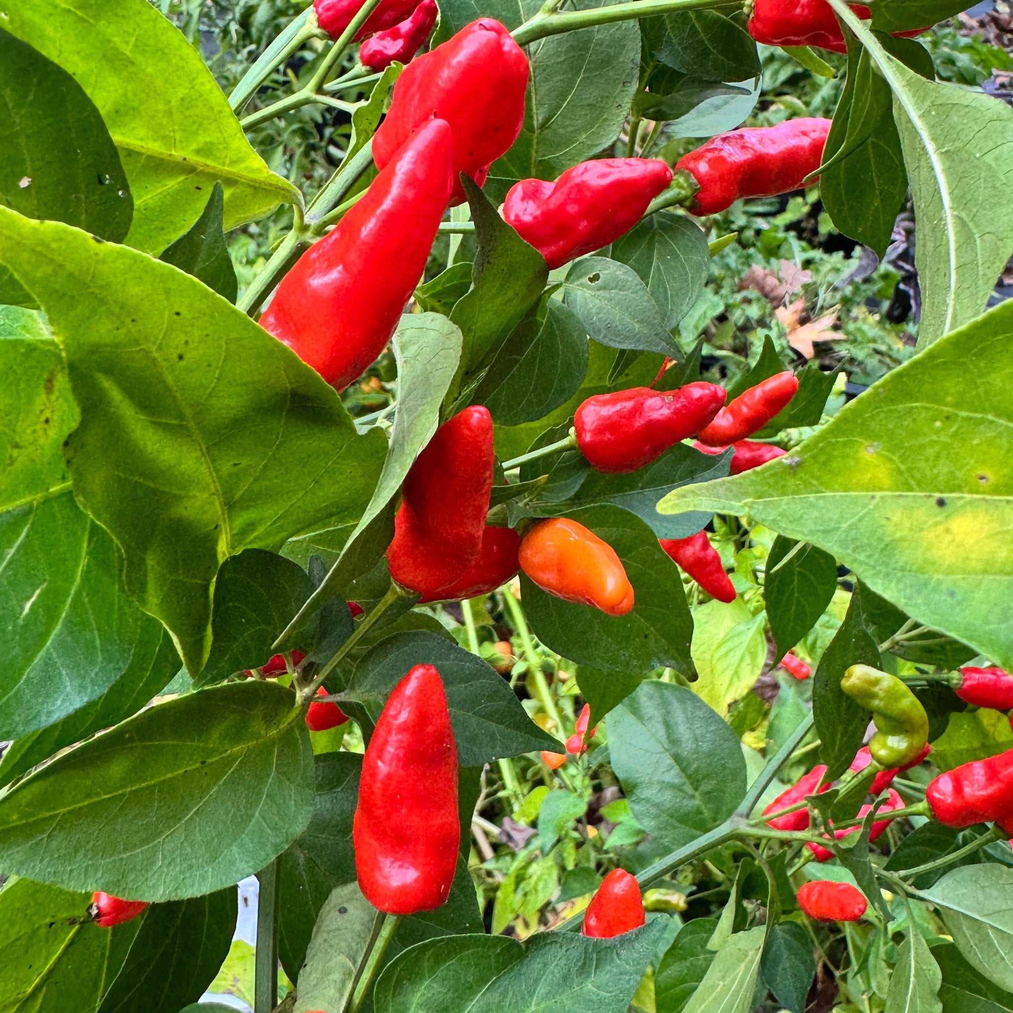 x plant seeds Hawaiian Chili x Ghost