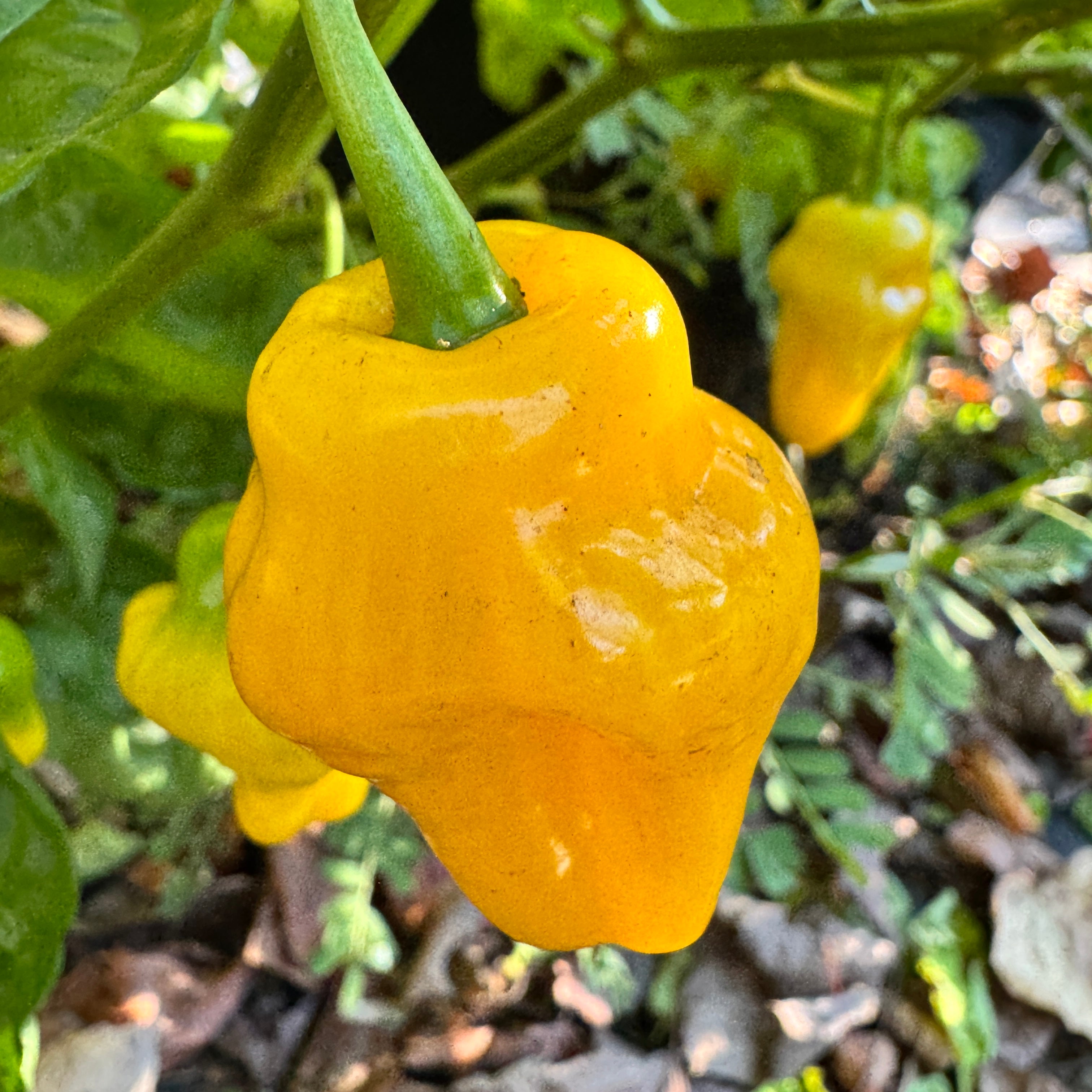 Trinidad Perfume - Seeds - Fresh Seeds from Bohica Pepper Hut