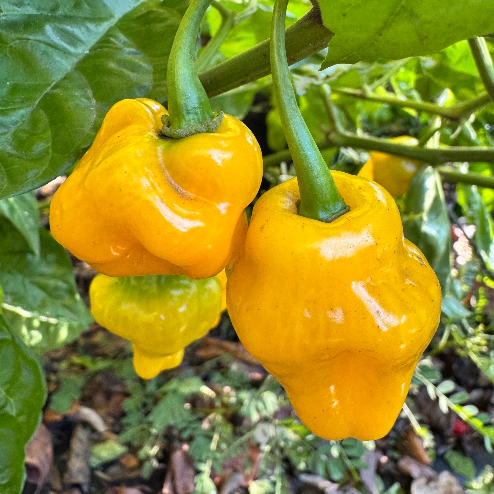 Trinidad Perfume  - Seeds