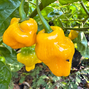 Trinidad Perfume  - Seeds