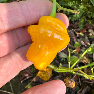 Trinidad Perfume  - Seeds