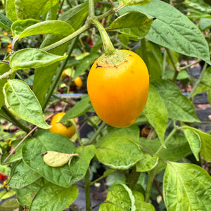 Honey Badger Rocoto - Seeds