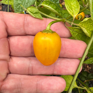 Honey Badger Rocoto - Seeds