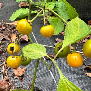 Honey Badger Rocoto - Seeds