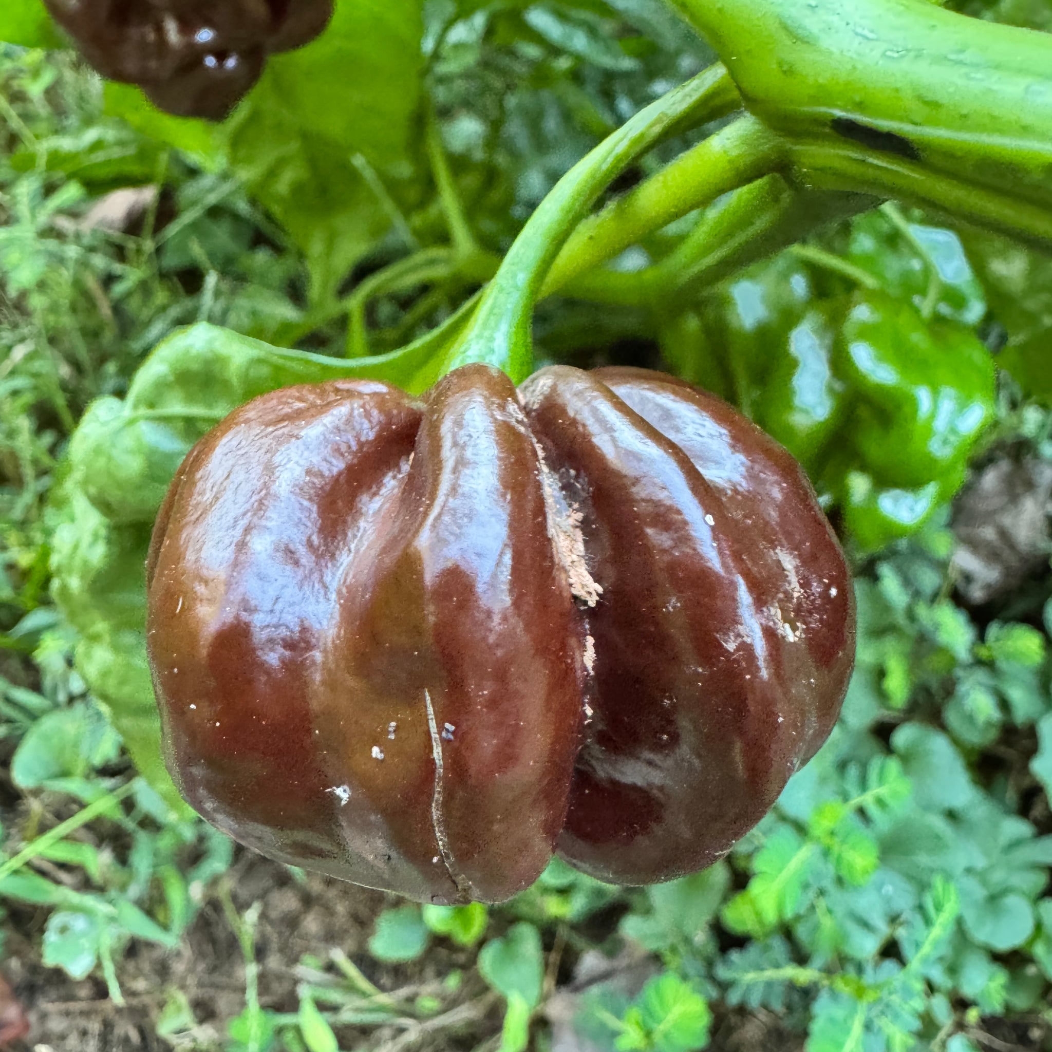 chocolate plant seeds Jamaican Hot Chocolate