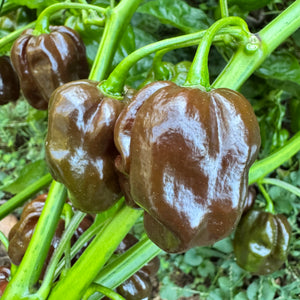 Jamaican Hot Chocolate - Seeds