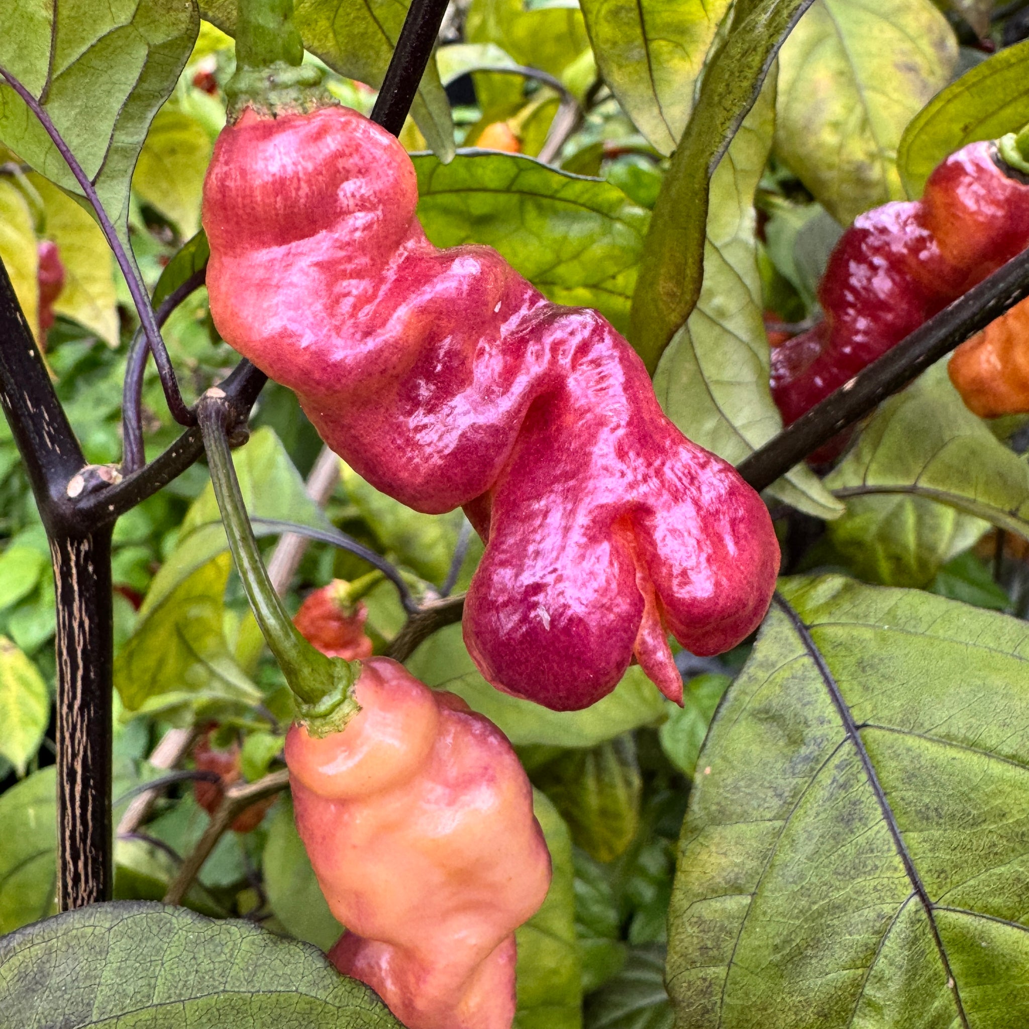 Pink Capsicum Jay's Pink - Seeds