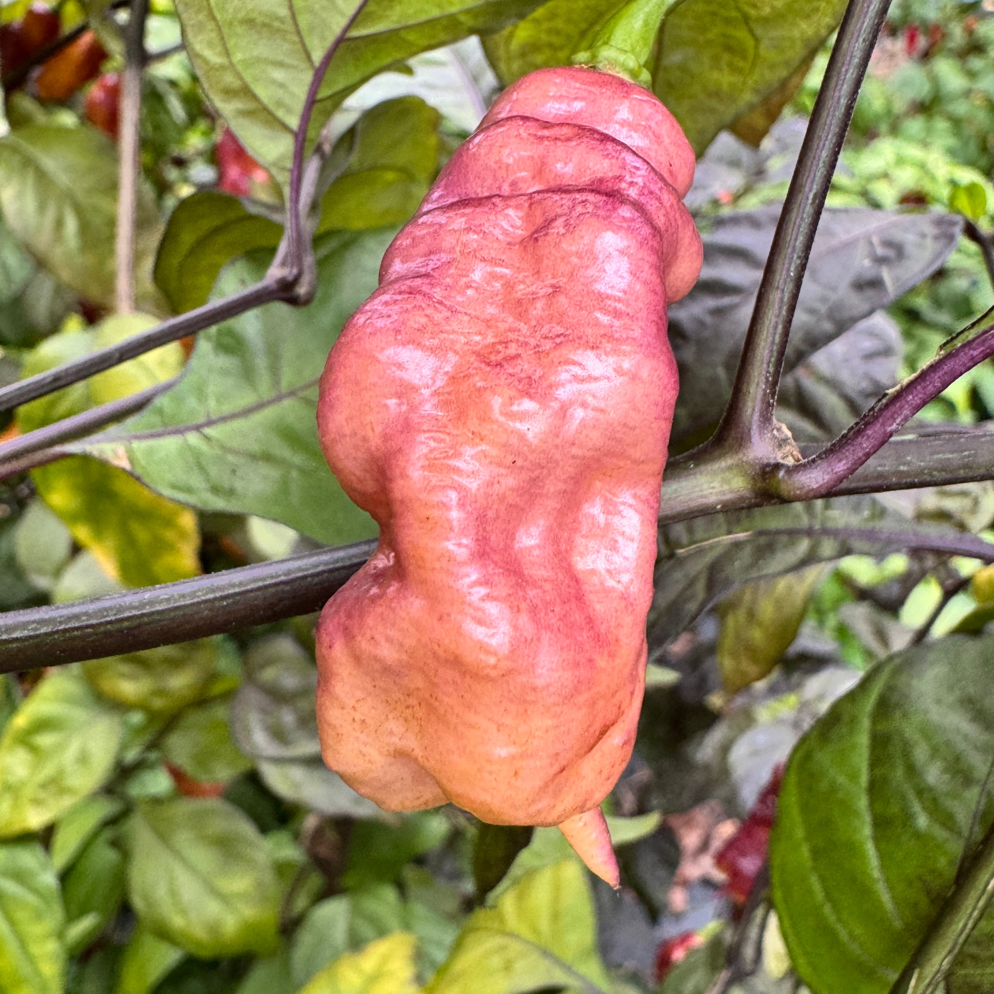 Pink Capsicum Jay's Pink - Seeds