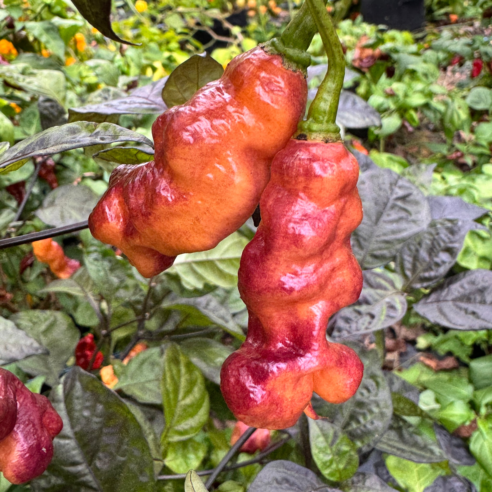 Pink Capsicum Jay's Pink - Seeds