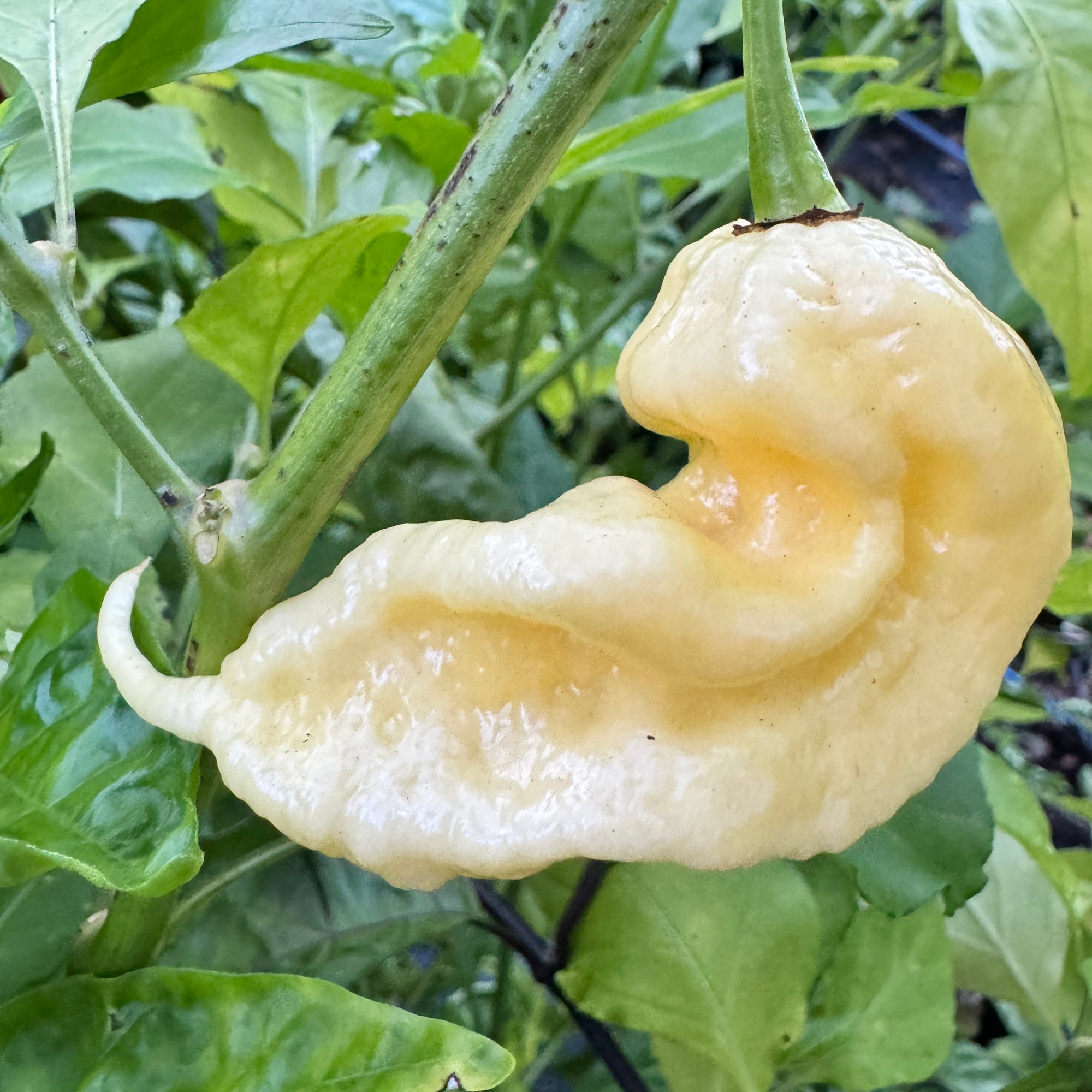 Jay’s White Ghost Scorpion - Seeds