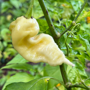 Jay’s White Ghost Scorpion - Seeds