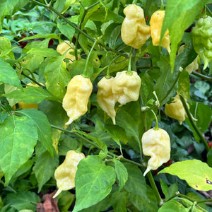 Jay’s White Ghost Scorpion - Seeds