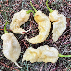 Jay’s White Ghost Scorpion - Seeds