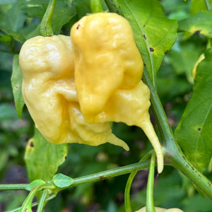 Jay’s White Ghost Scorpion - Seeds