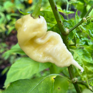 Jay’s White Ghost Scorpion - Seeds