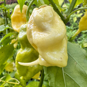 Jay’s White Ghost Scorpion - Seeds