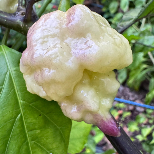 Jay's × Pink × Reaper Lemon - Seeds - Fresh Seeds from Bohica