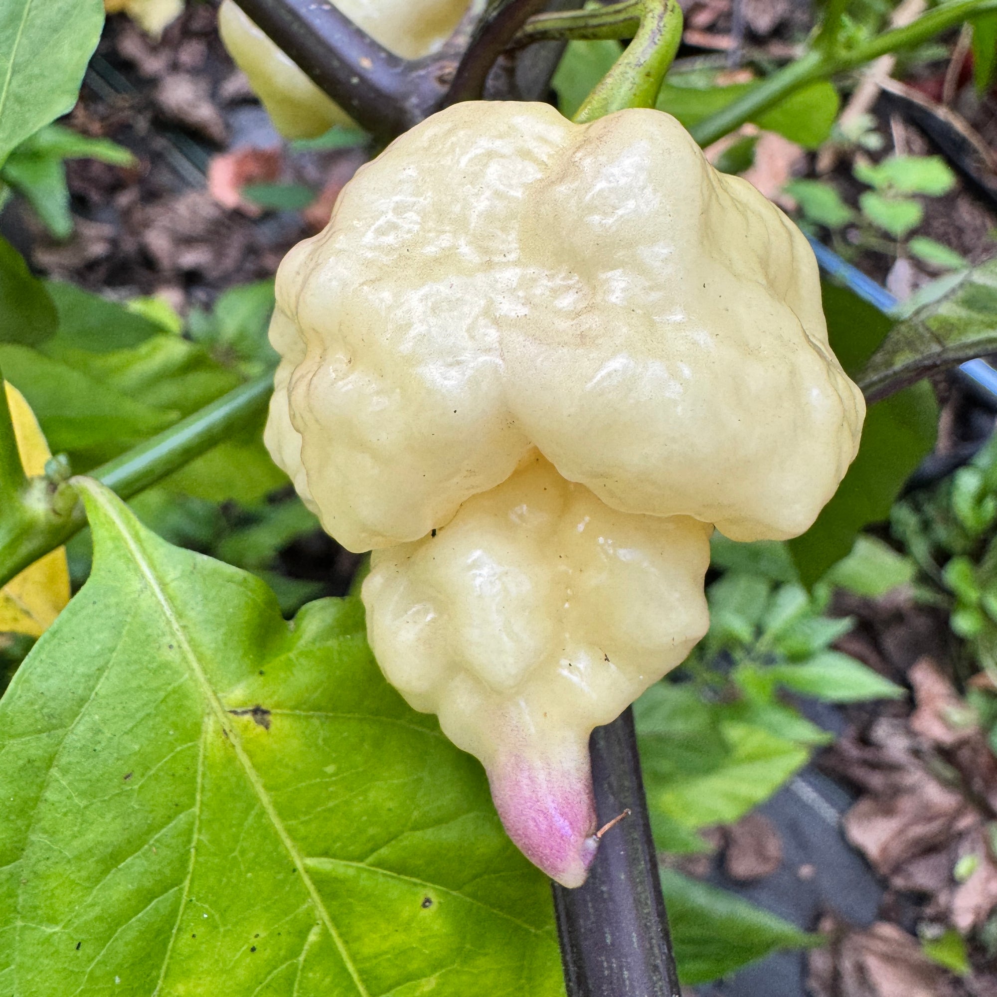 Jay’s × Pink × Reaper Lemon - Seeds