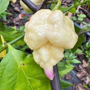 Jay’s × Pink × Reaper Lemon - Seeds