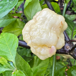 Jay’s × Pink × Reaper Lemon - Seeds