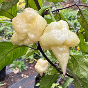 Jay’s × Pink × Reaper Lemon - Seeds