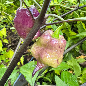 Jay’s × Pink × Reaper Lemon - Seeds