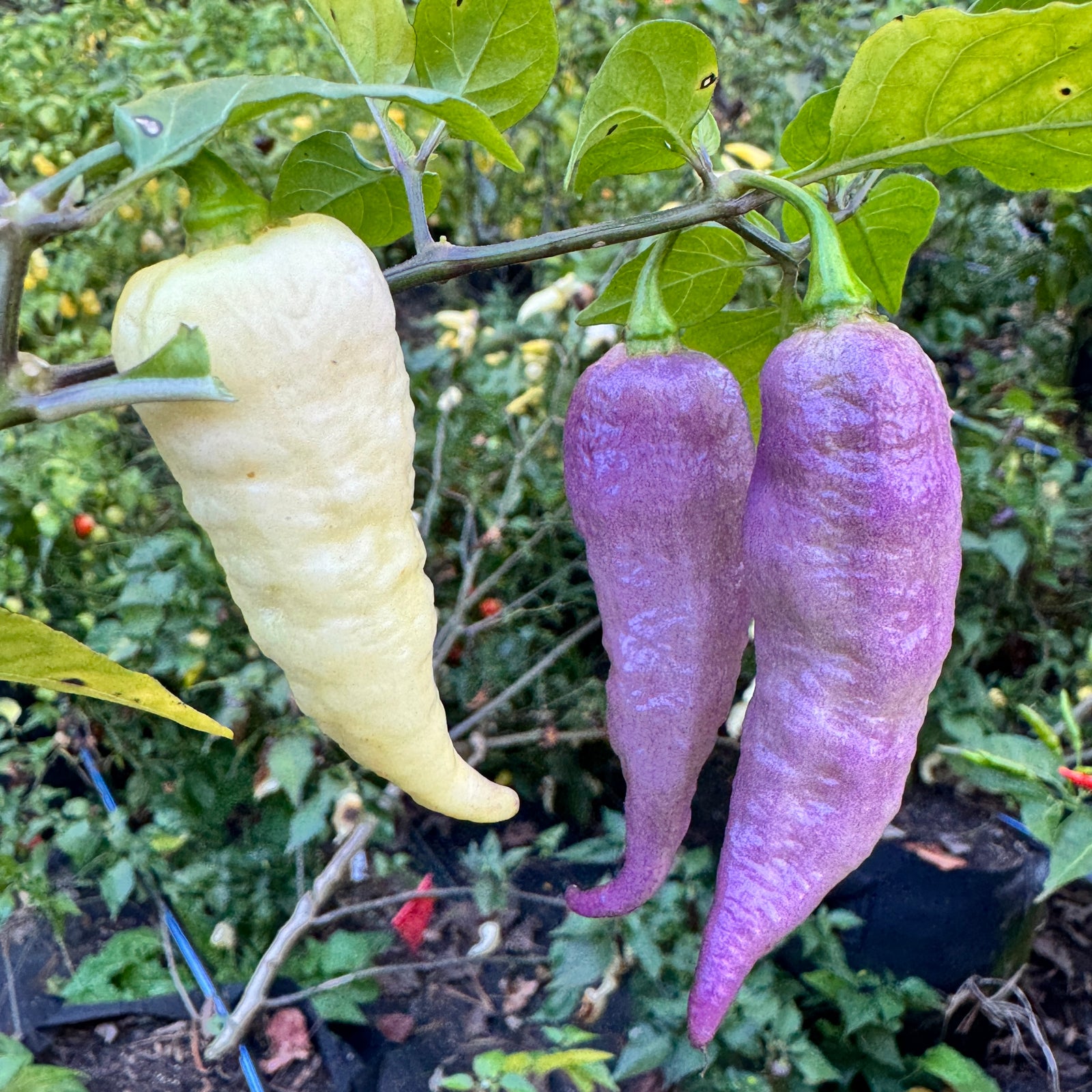 JPGS × GYPOB White - AKA Albino Boar Claw - Seeds