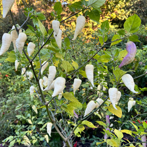 JPGS × GYPOB White - AKA Albino Boar Claw - Seeds