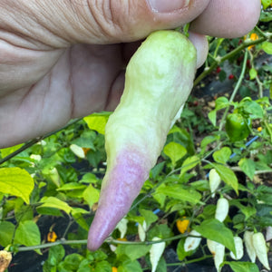 JPGS × GYPOB White - AKA Albino Boar Claw - Seeds